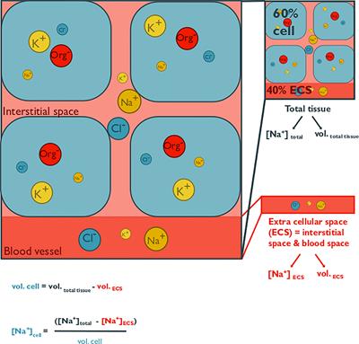 Acclimation of marine invertebrate osmolyte systems to low salinity: A systematic review & meta-analysis